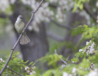 Bells Vireo2997
